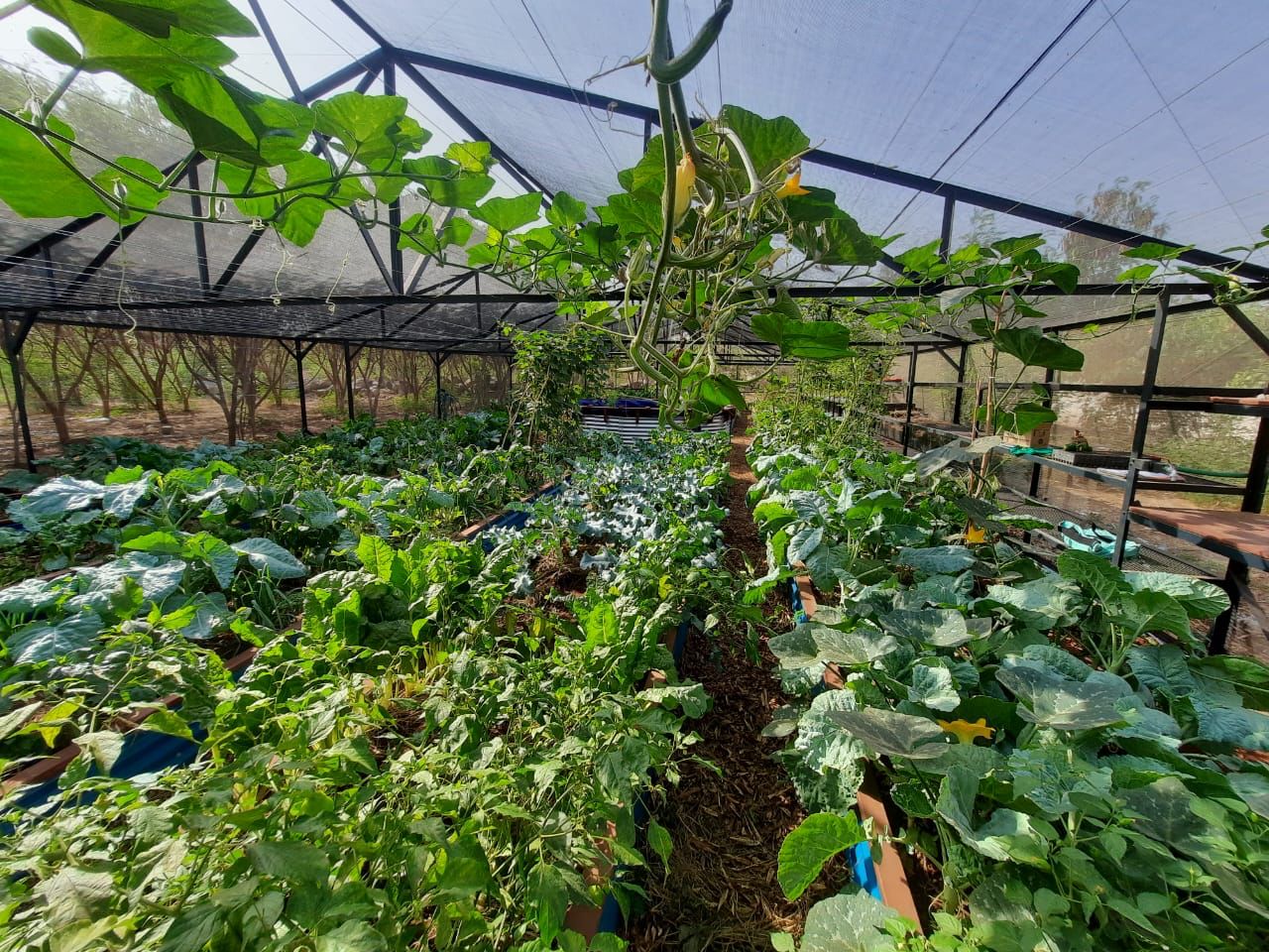 Growhouse Living Machines