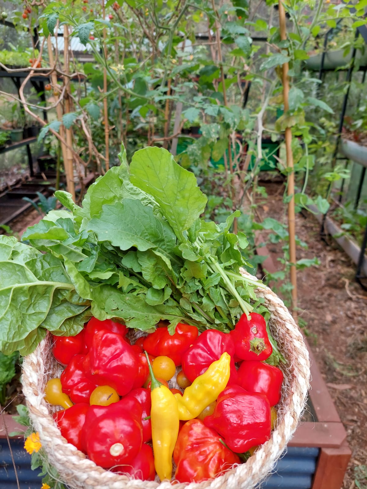 Whatsapp Image 2022 12 12 At 15.52.52